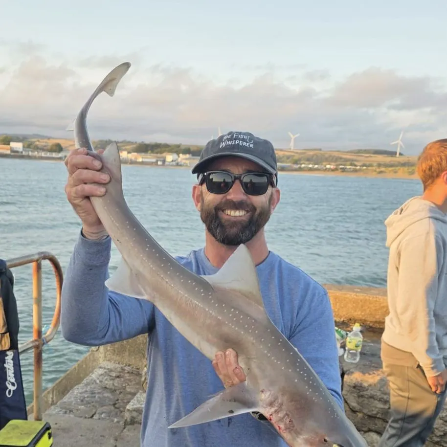 The most recent Starry smooth-hound catches on Fishbrain