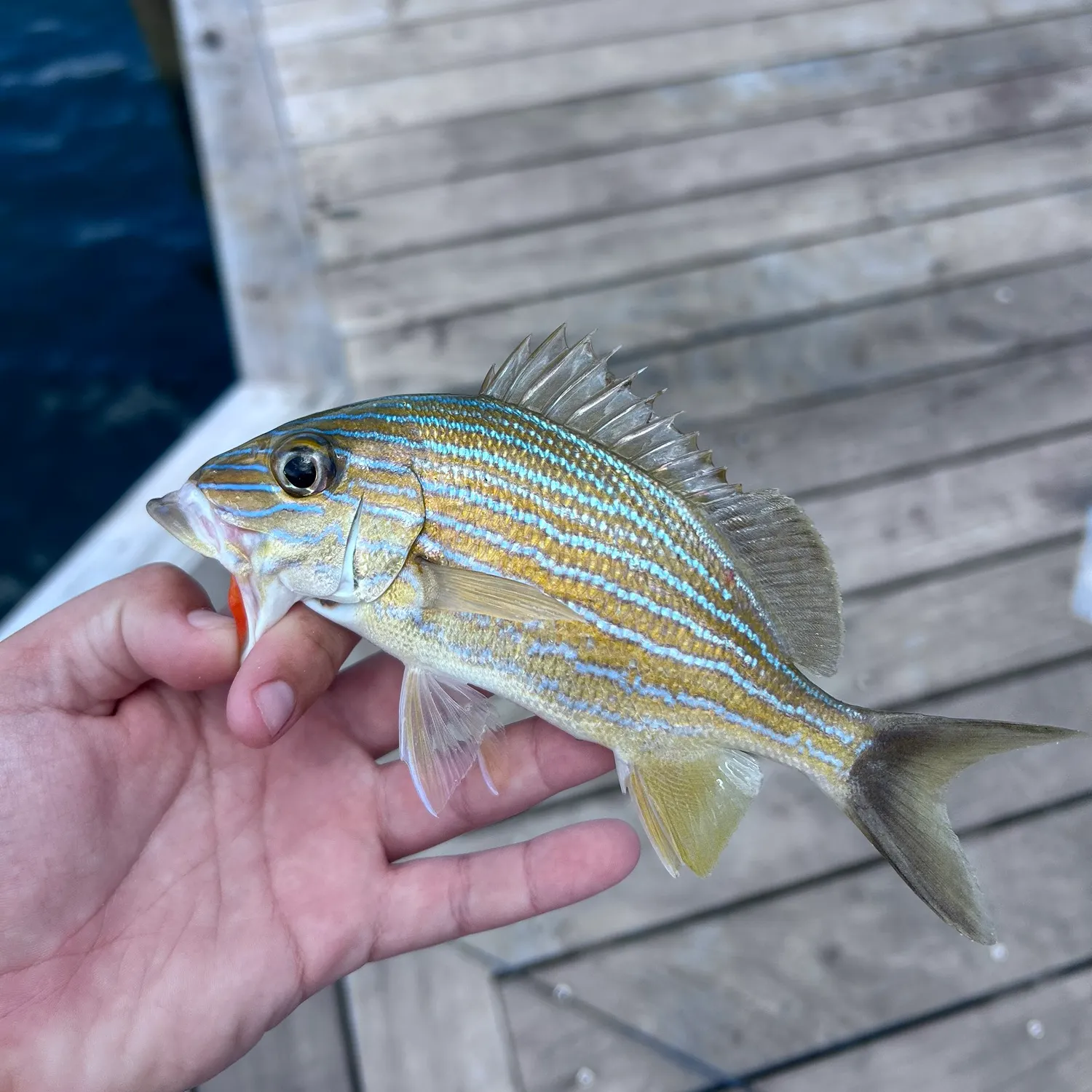 The most recent Bluestriped grunt catches on Fishbrain