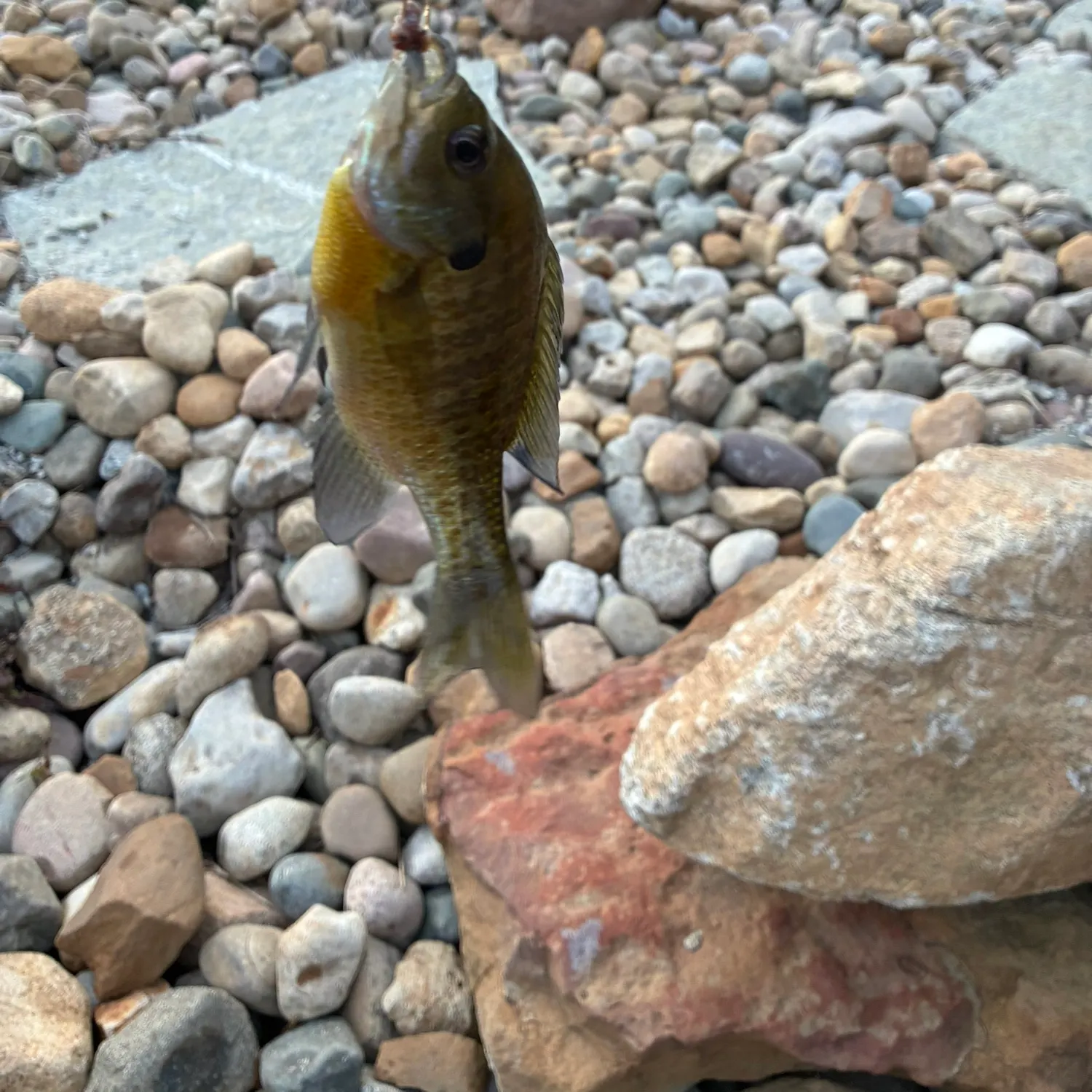 Bluegill caught on Fishbrain