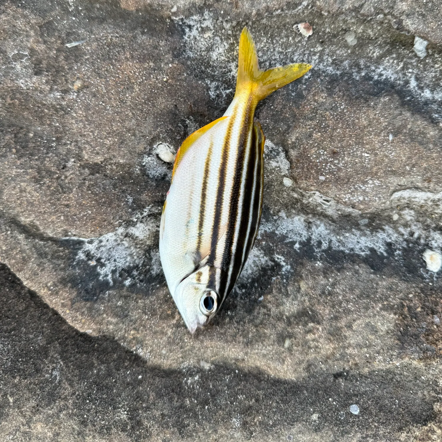 The most recent Australian mado catches on Fishbrain