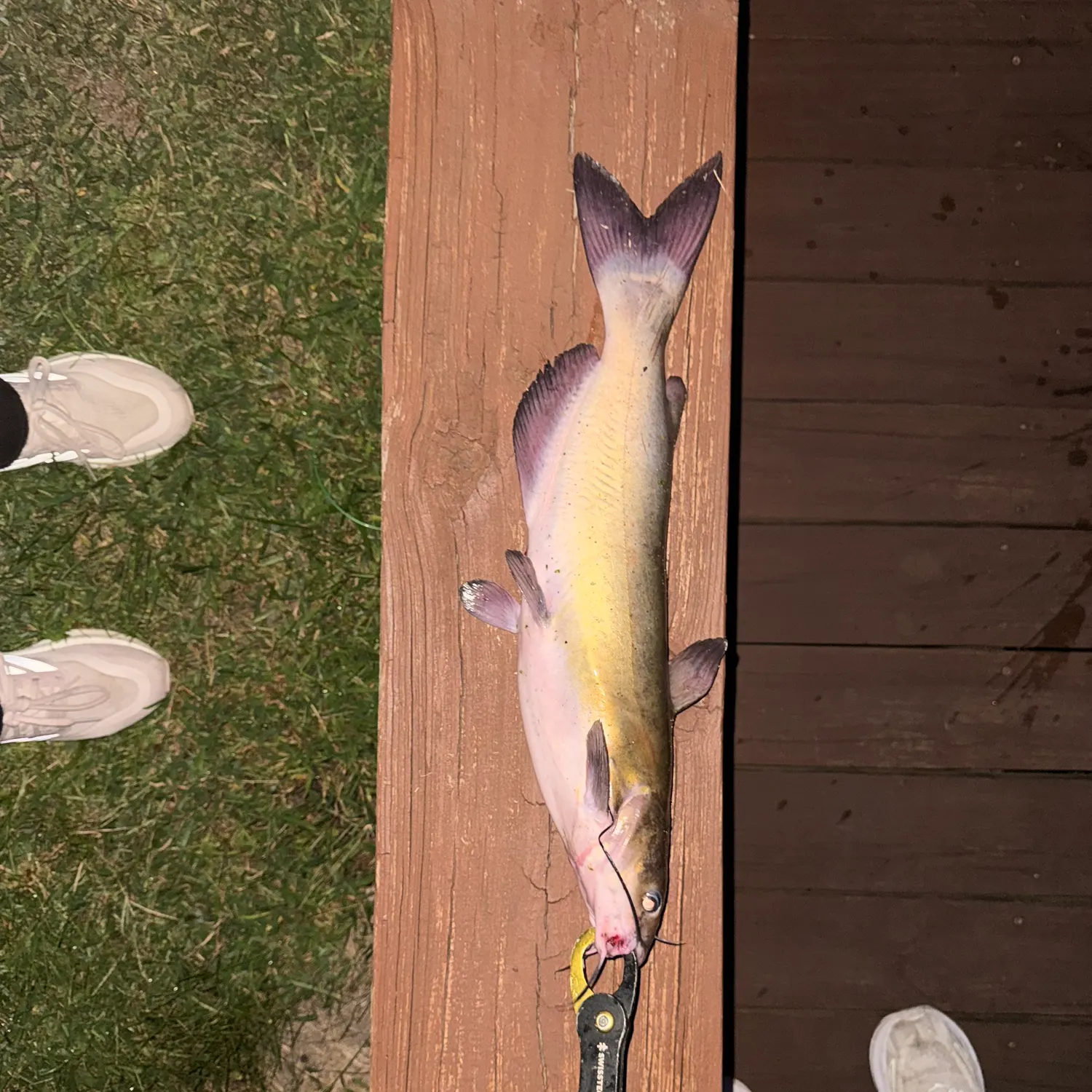 Channel catfish caught on Fishbrain
