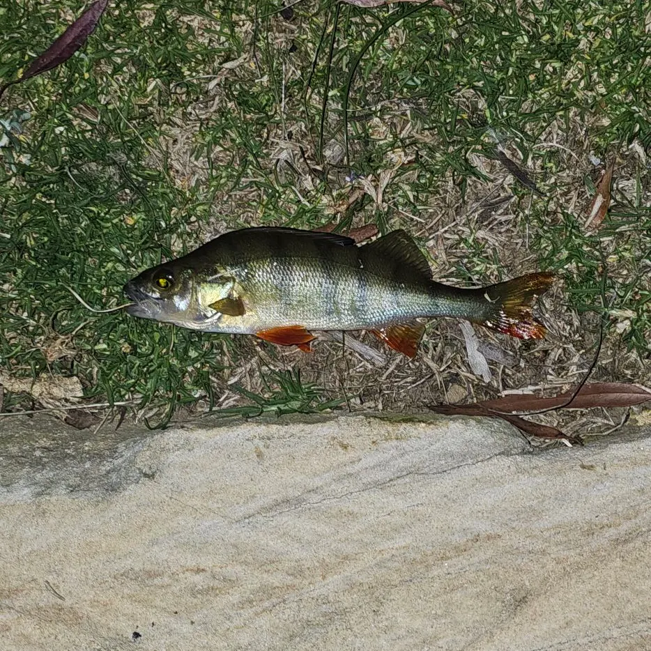 European perch caught on Fishbrain