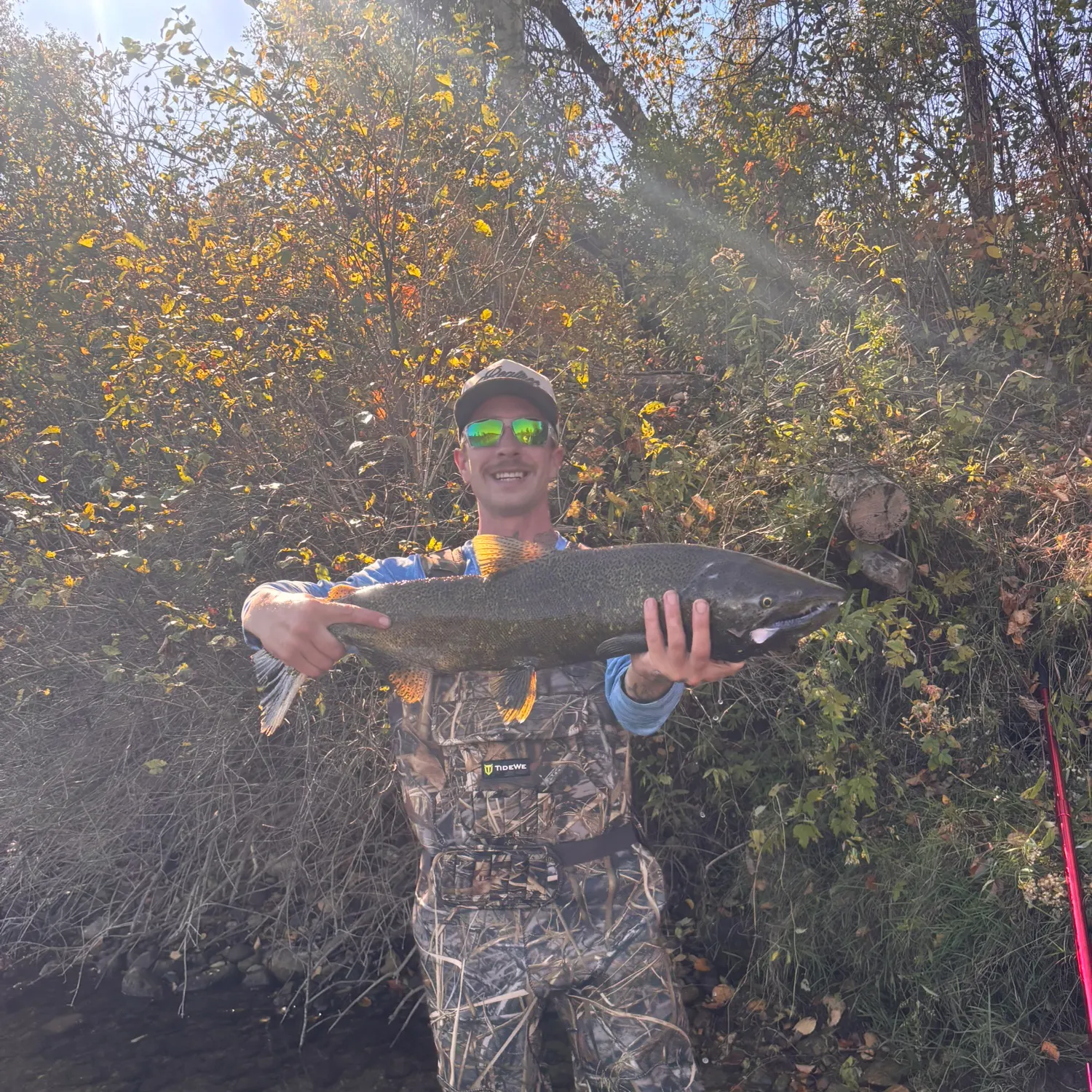 Chum salmon caught on Fishbrain