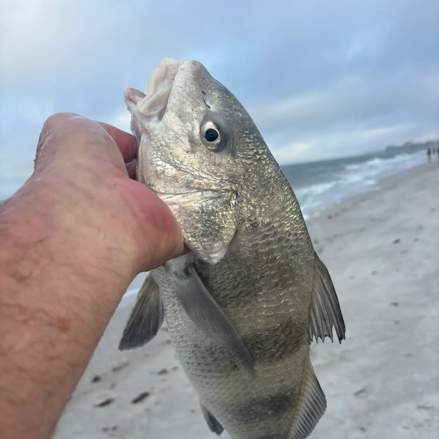 The most recent Black drum catches on Fishbrain