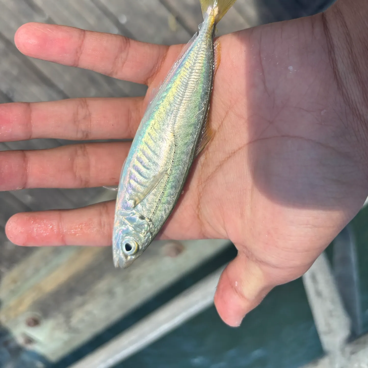 The most recent Round Scad catches on Fishbrain