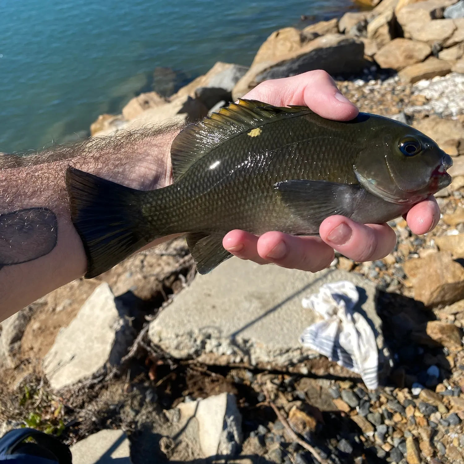 Opaleye caught on Fishbrain
