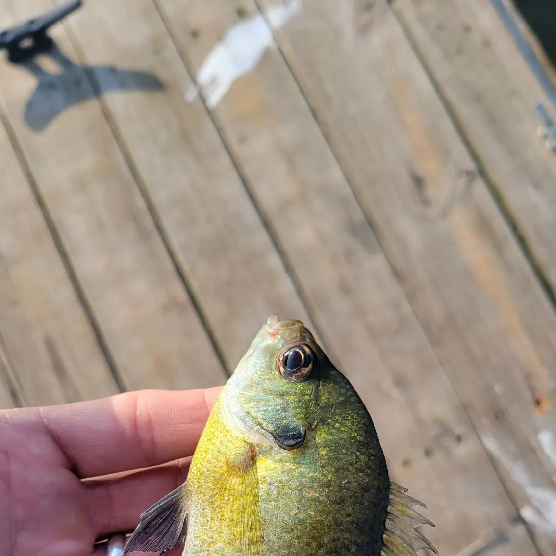 Bluegill caught on Fishbrain