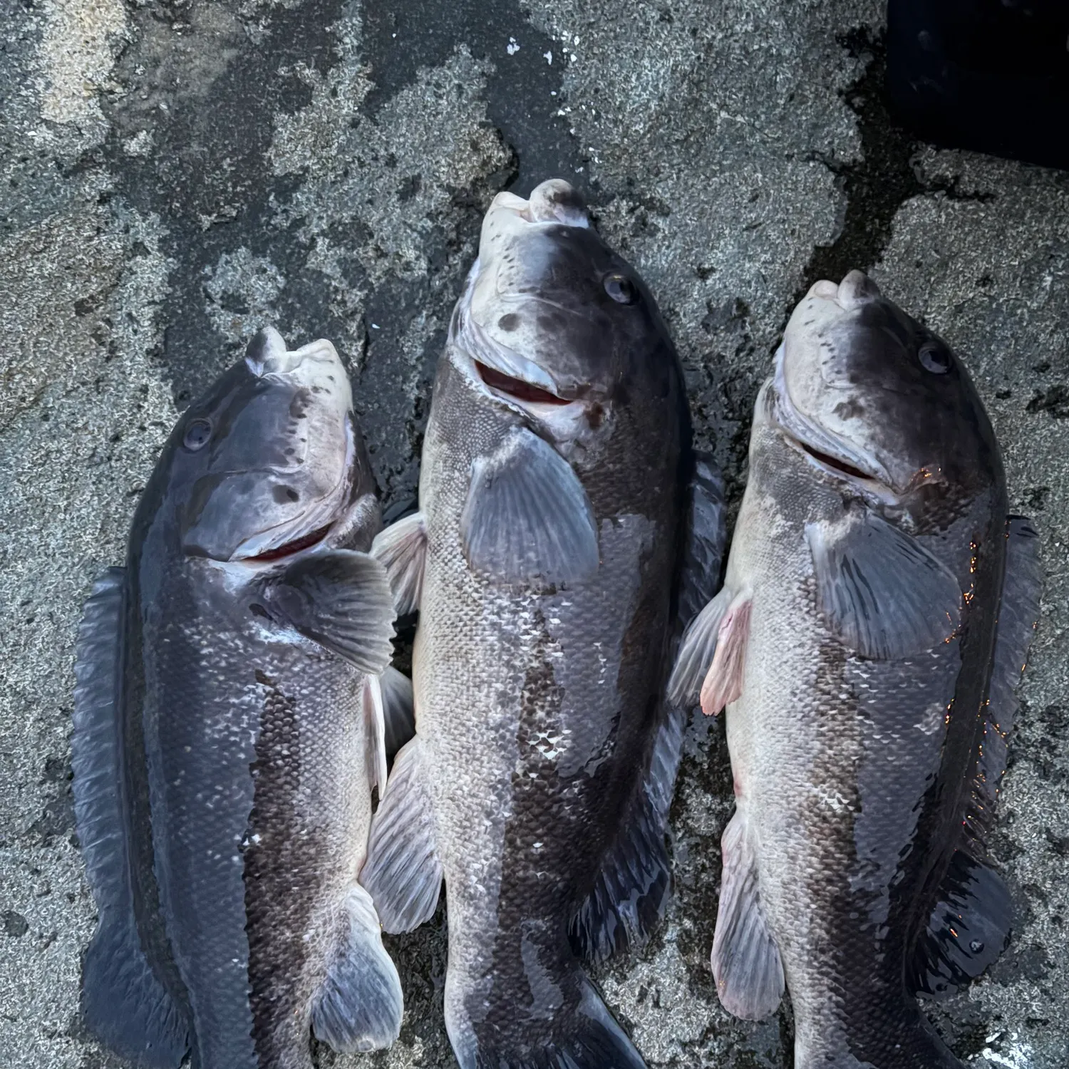 The most recent Tautog catches on Fishbrain