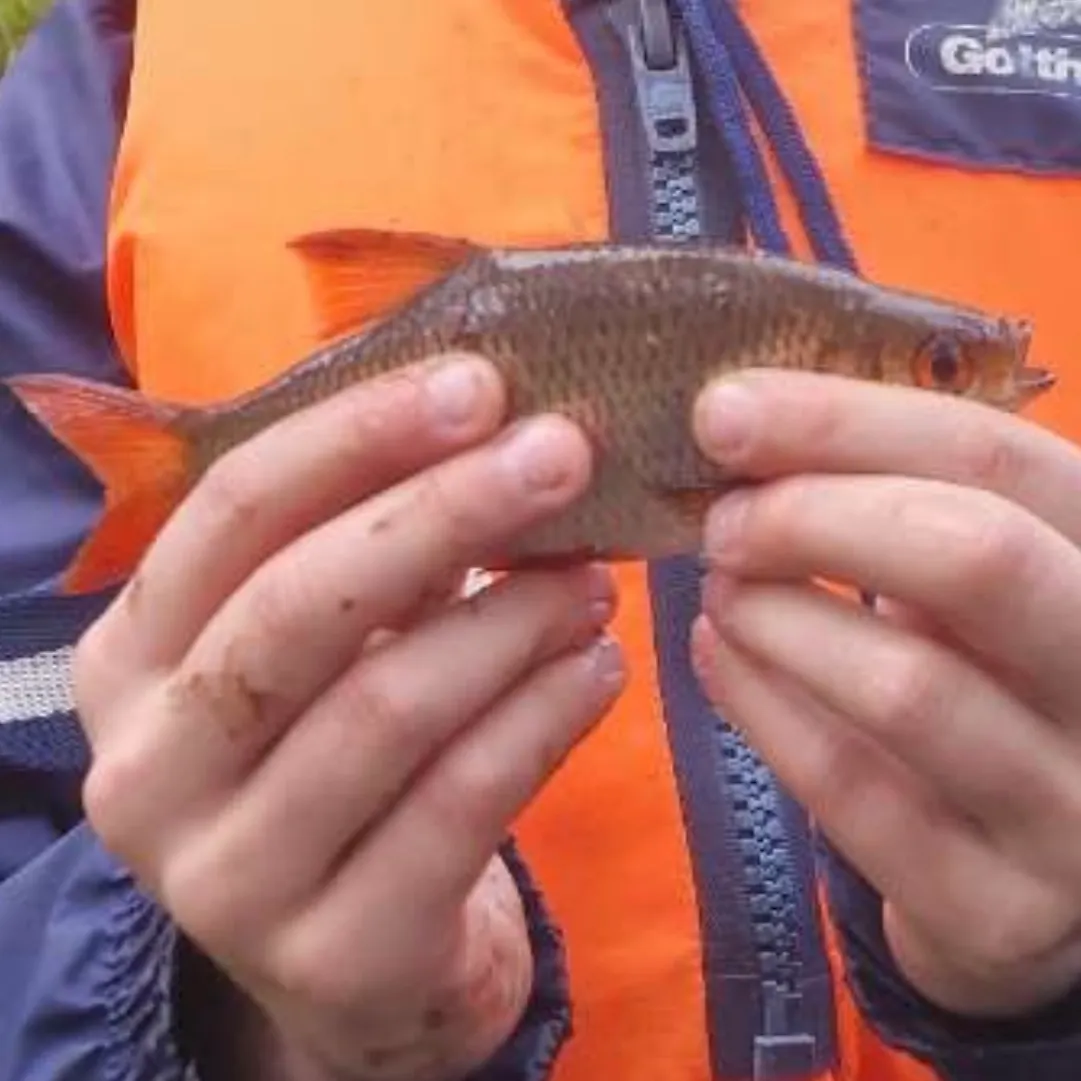 The most recent Common rudd catches on Fishbrain