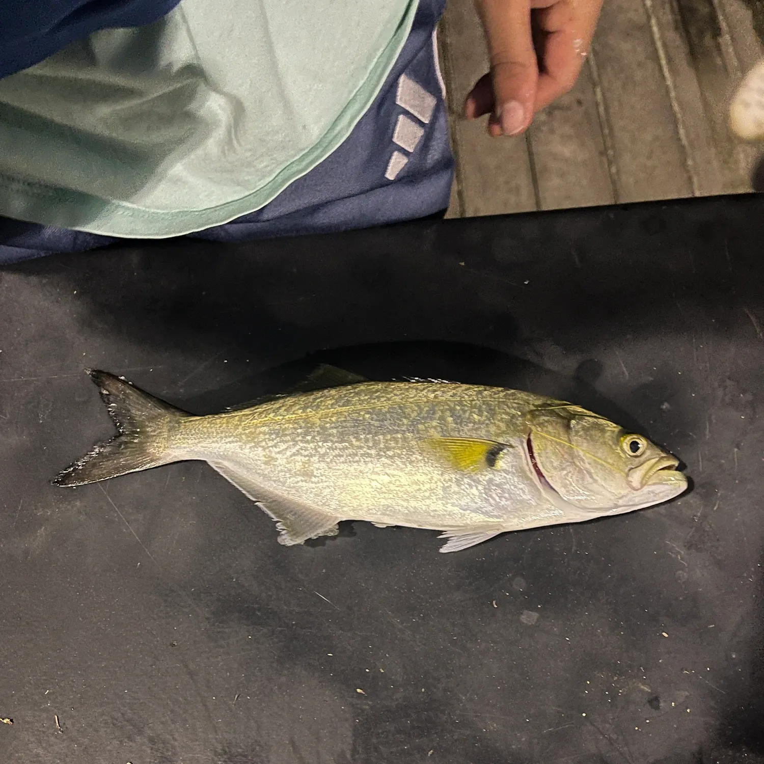 Bluefish caught on Fishbrain