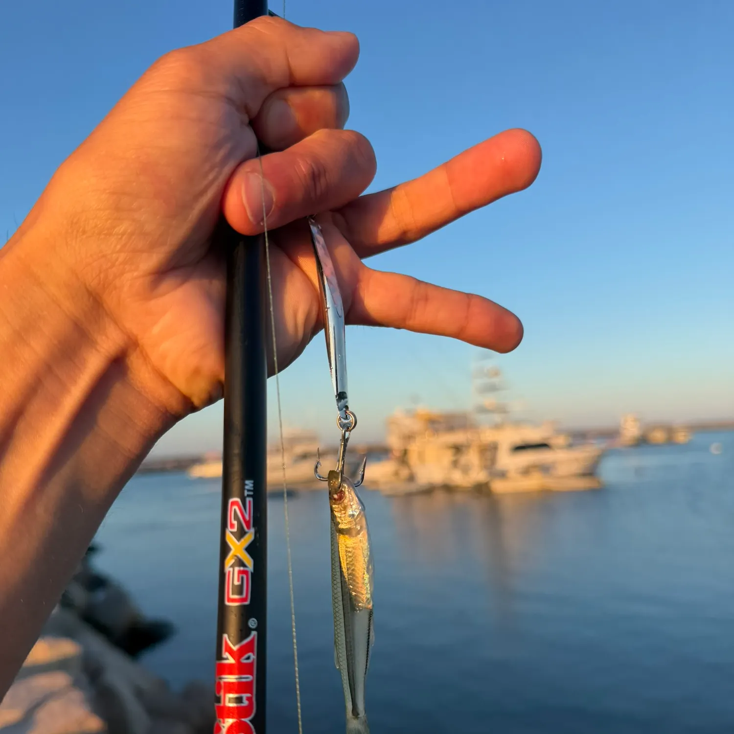 The most recent Atlantic silverside catches on Fishbrain
