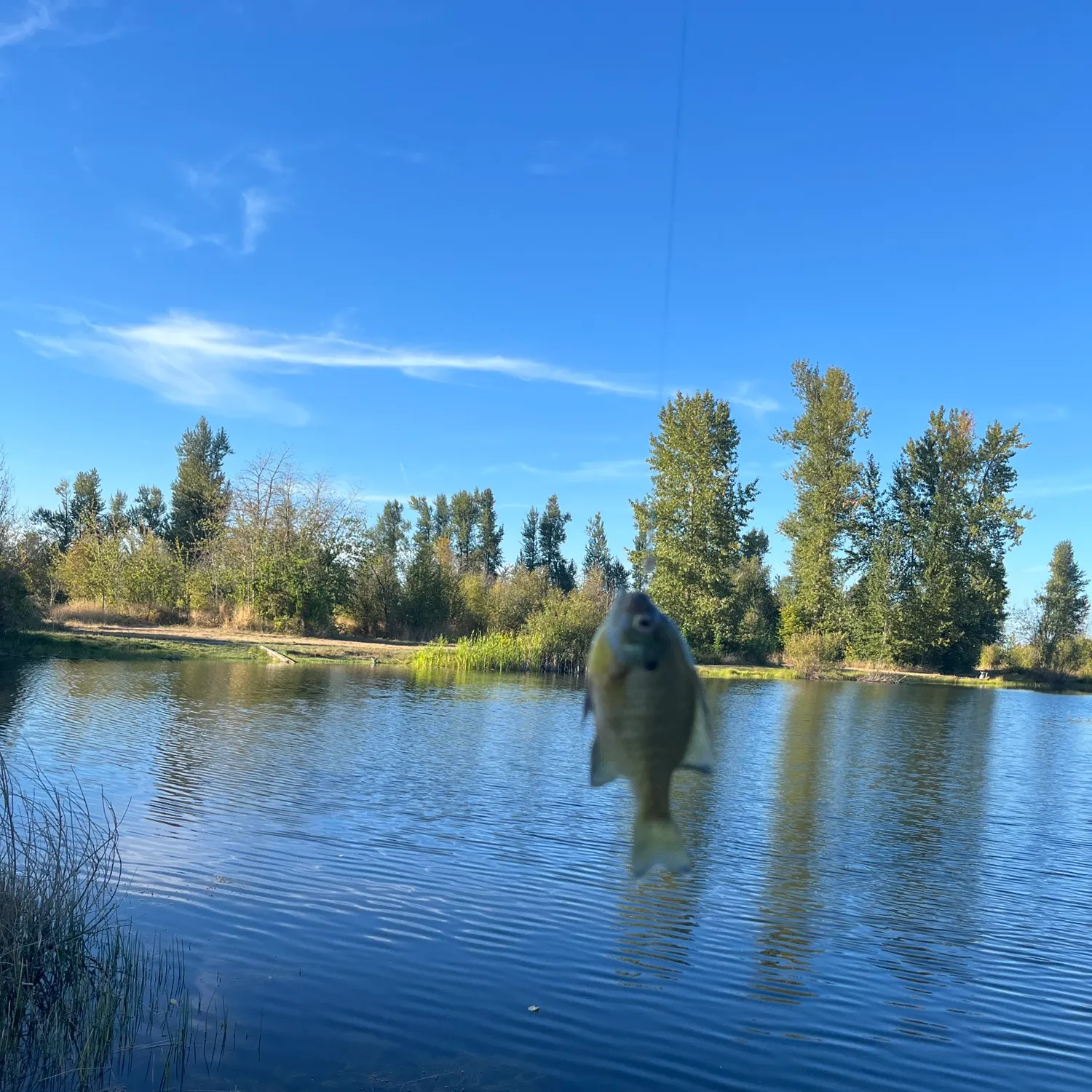 Bluegill caught on Fishbrain