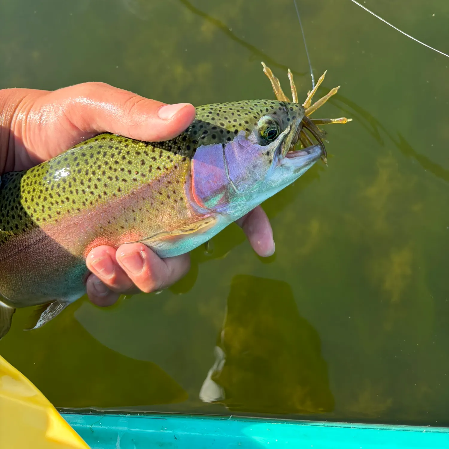 Rainbow trout caught on Fishbrain