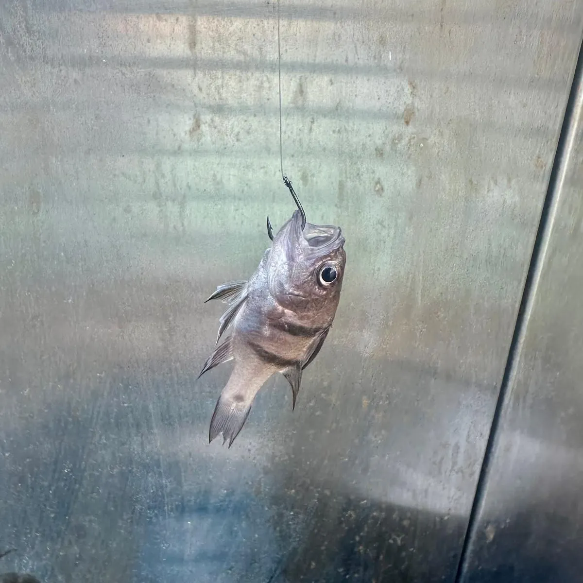 Bullseye cardinalfish caught on Fishbrain