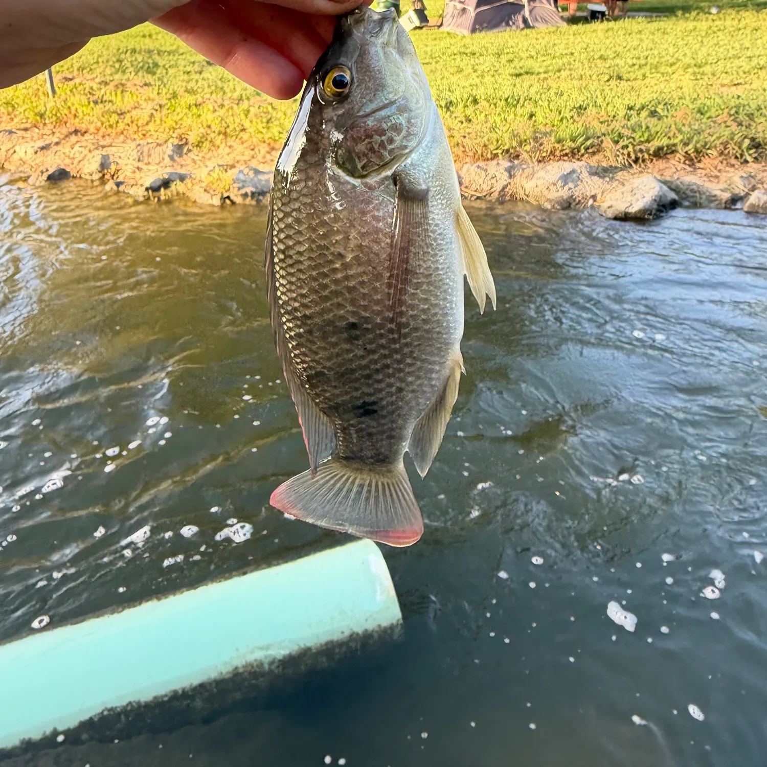 The most recent Blue tilapia catches on Fishbrain