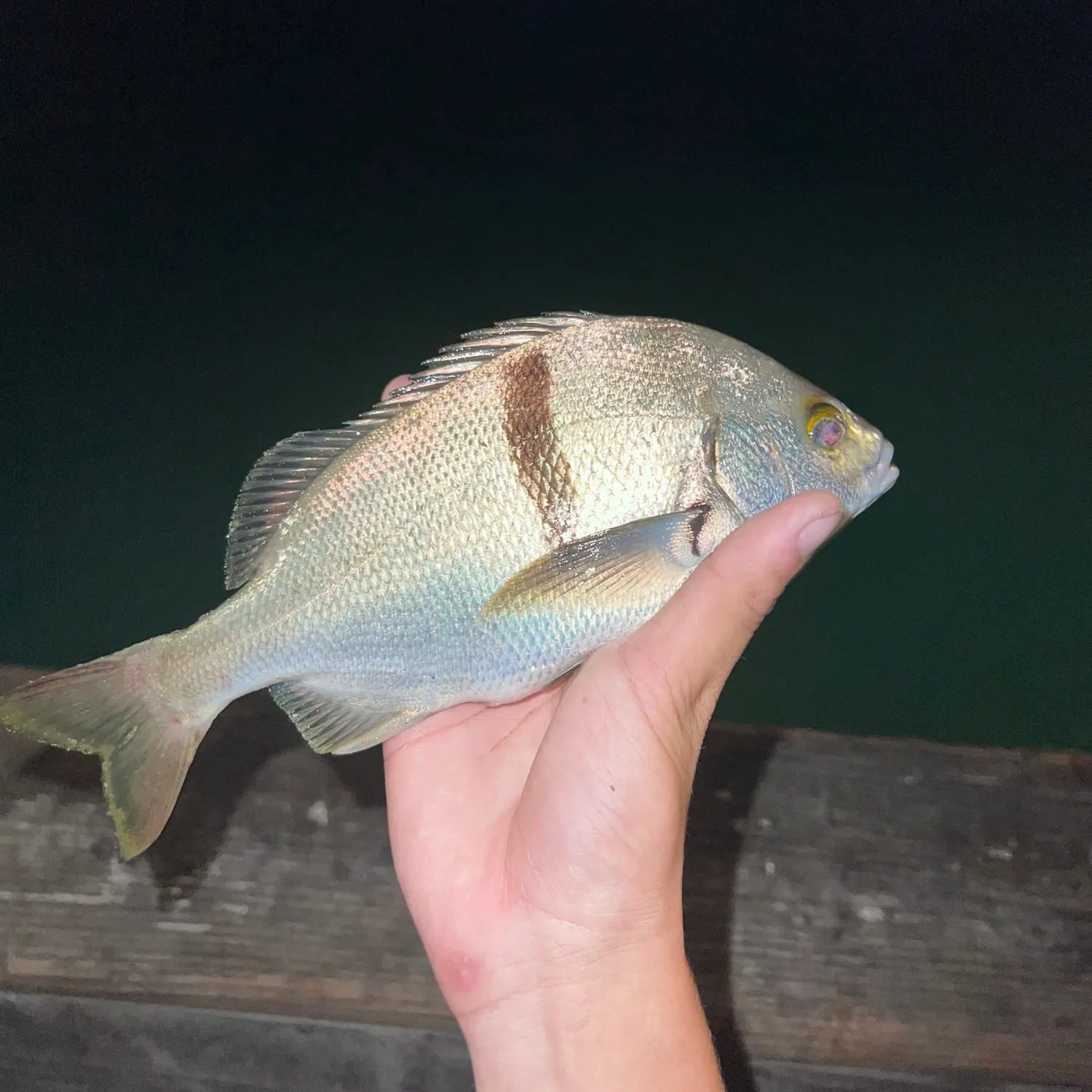 The most recent Sargo catches on Fishbrain