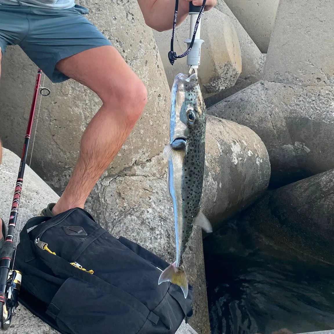 The most recent Suez puffer catches on Fishbrain