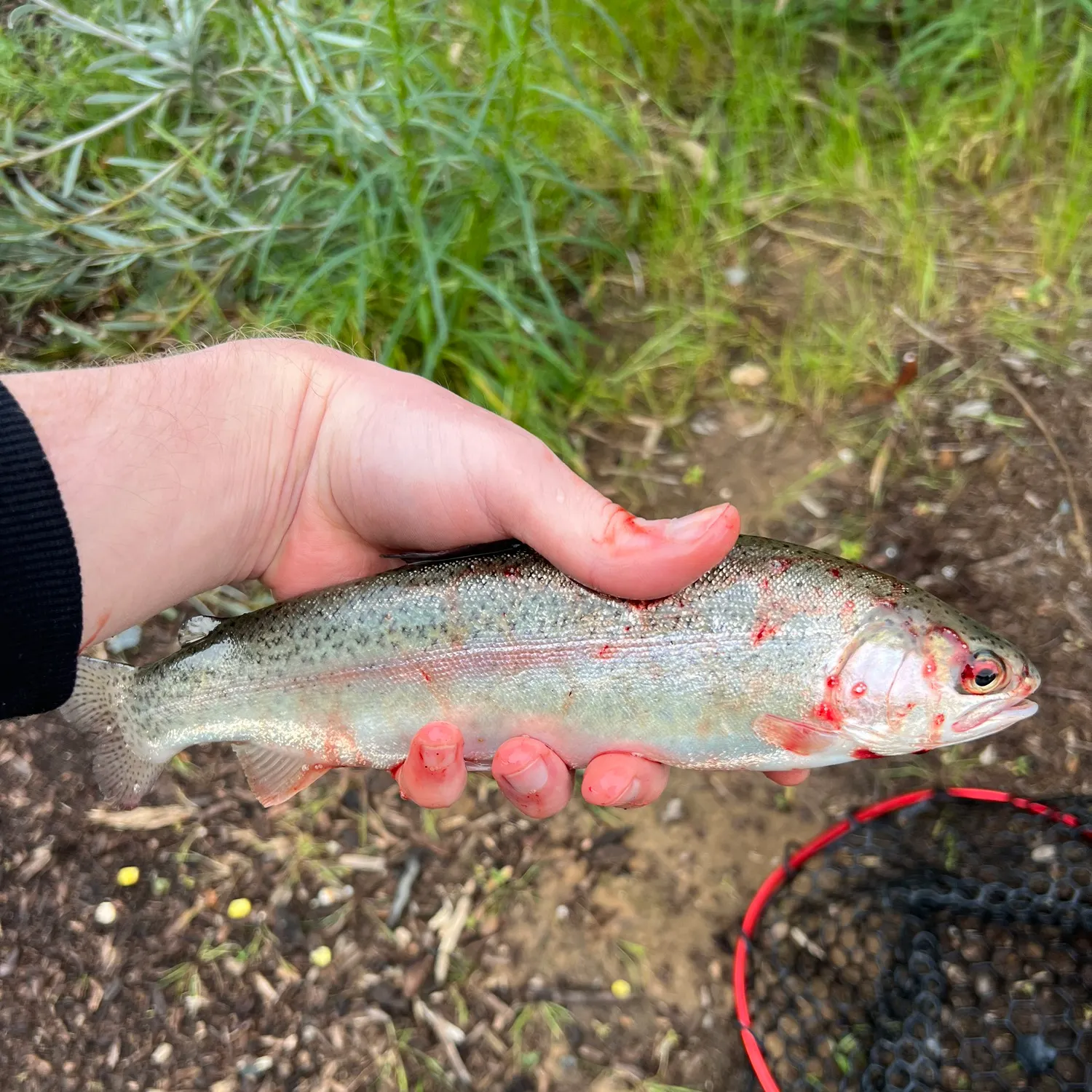 Rainbow trout caught on Fishbrain