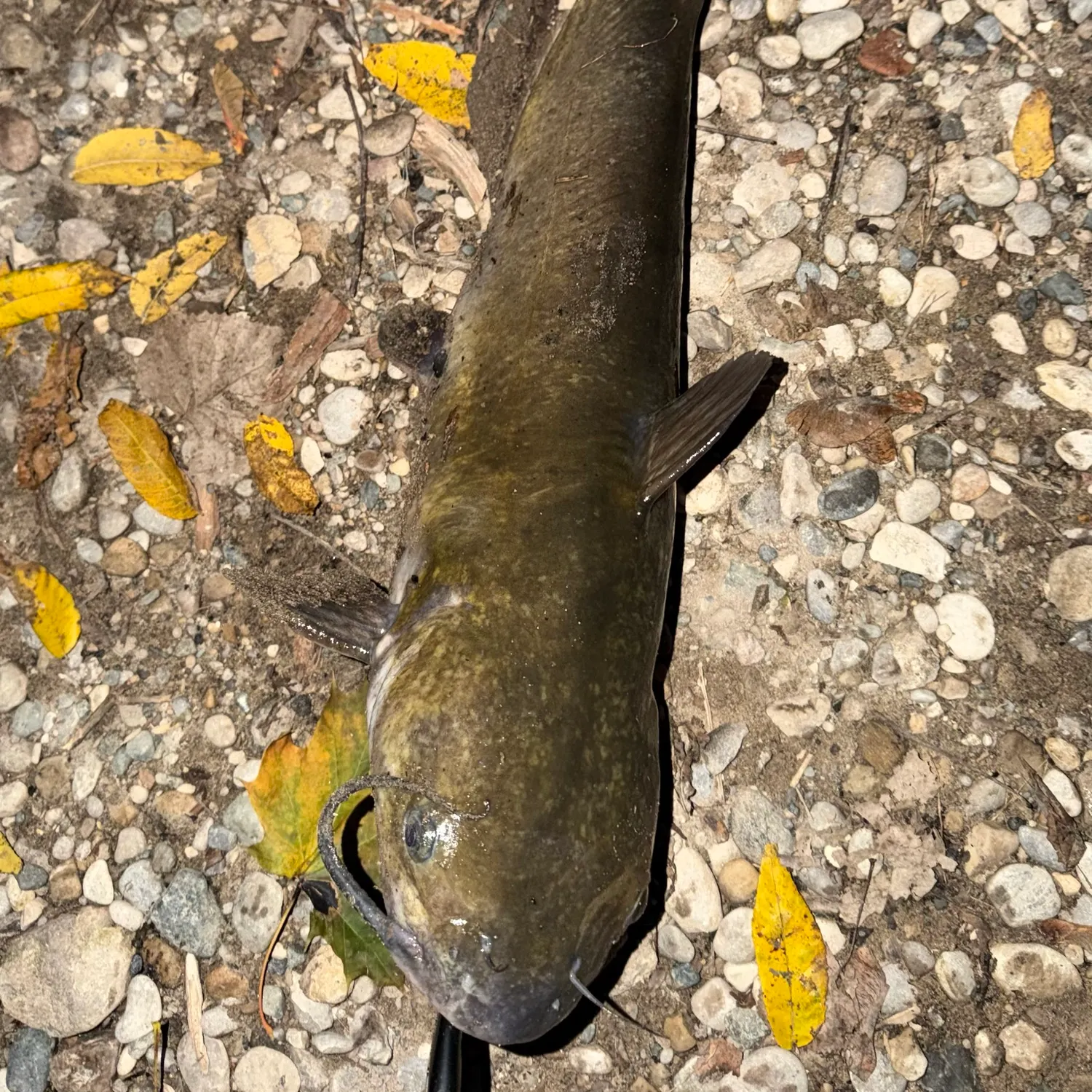 Channel catfish caught on Fishbrain