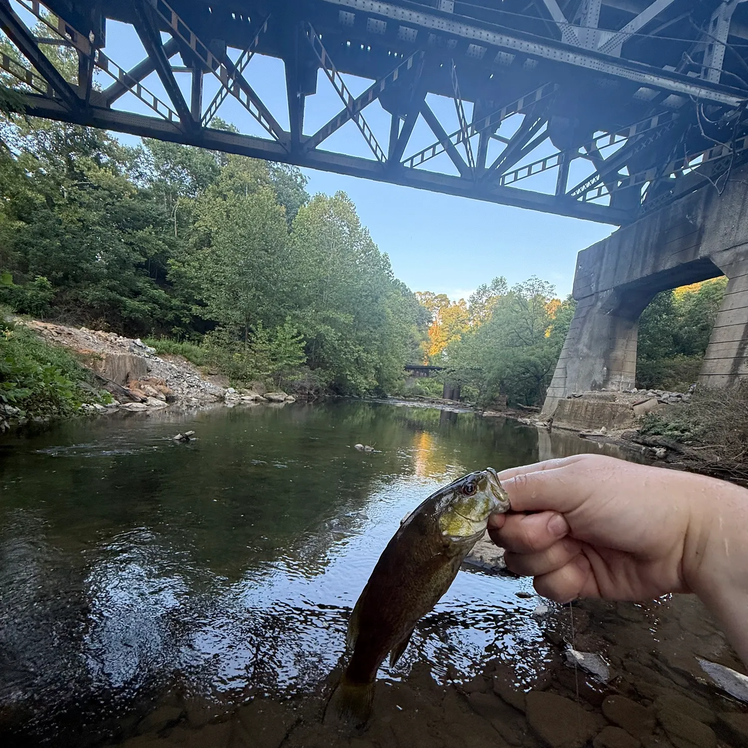 Smallmouth bass caught on Fishbrain