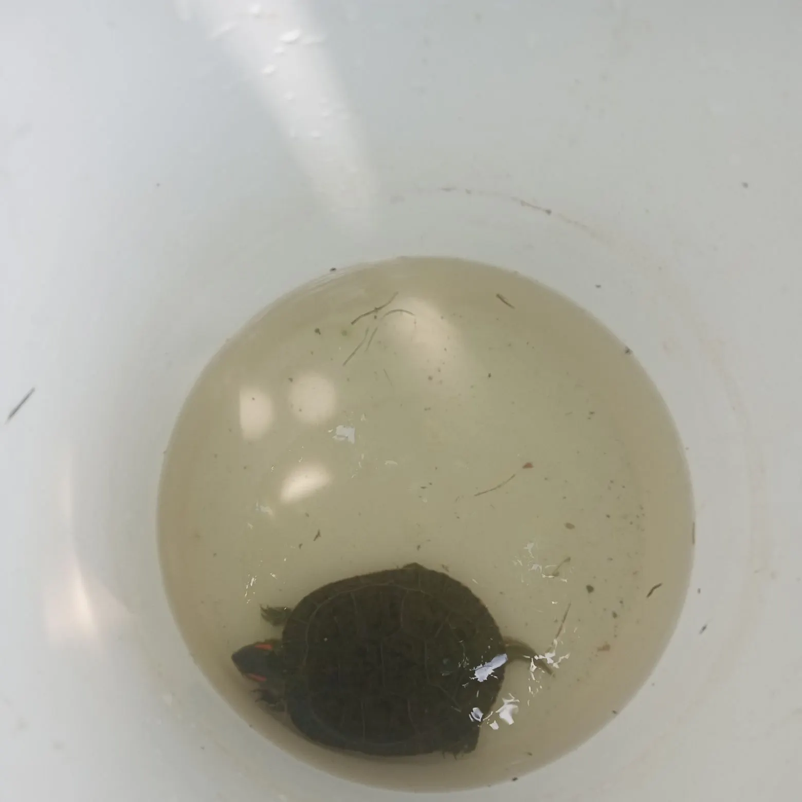 The most recent Australian swamp eel catches on Fishbrain