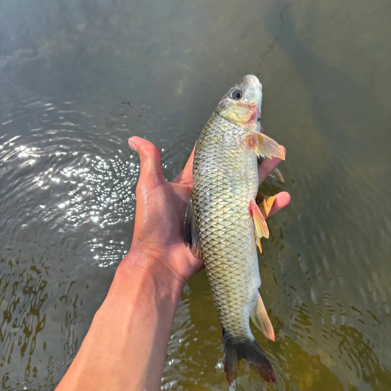 Shorthead redhorse caught on Fishbrain