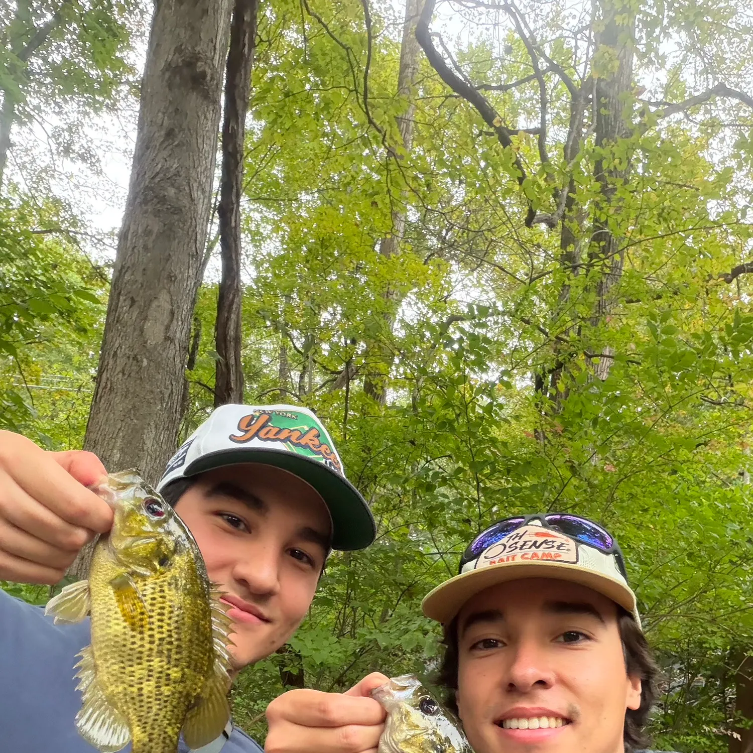 Rock bass caught on Fishbrain