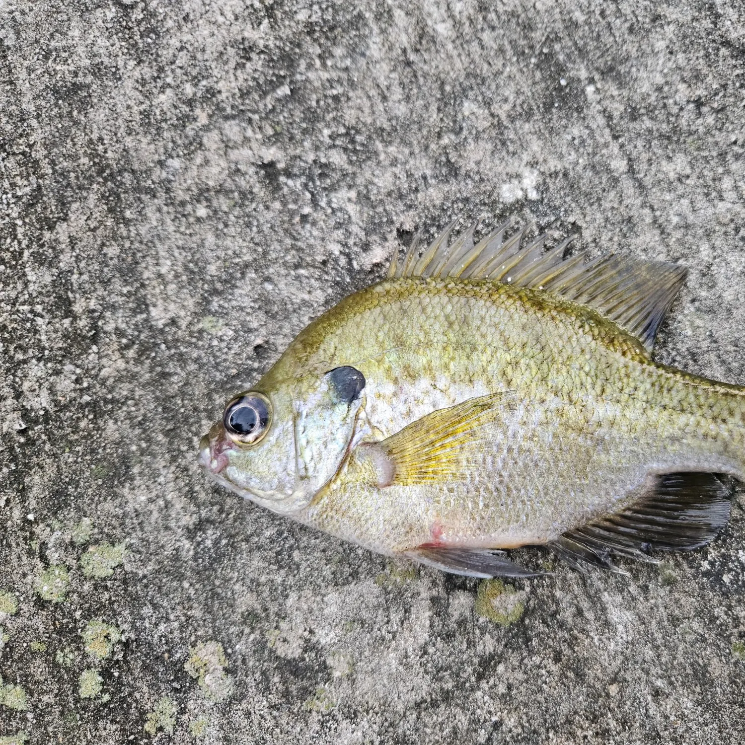 Fish caught on Fishbrain