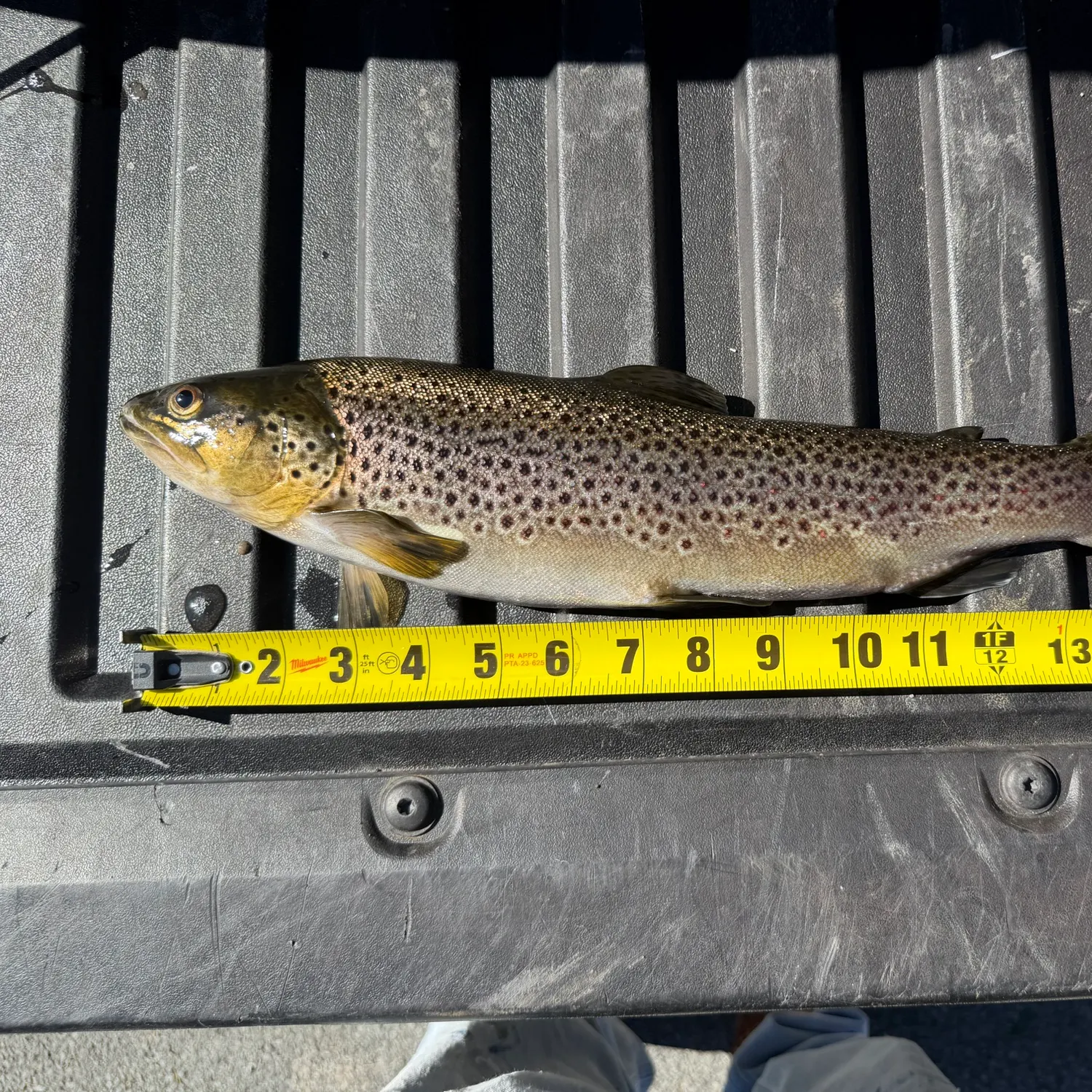 Brown trout caught on Fishbrain