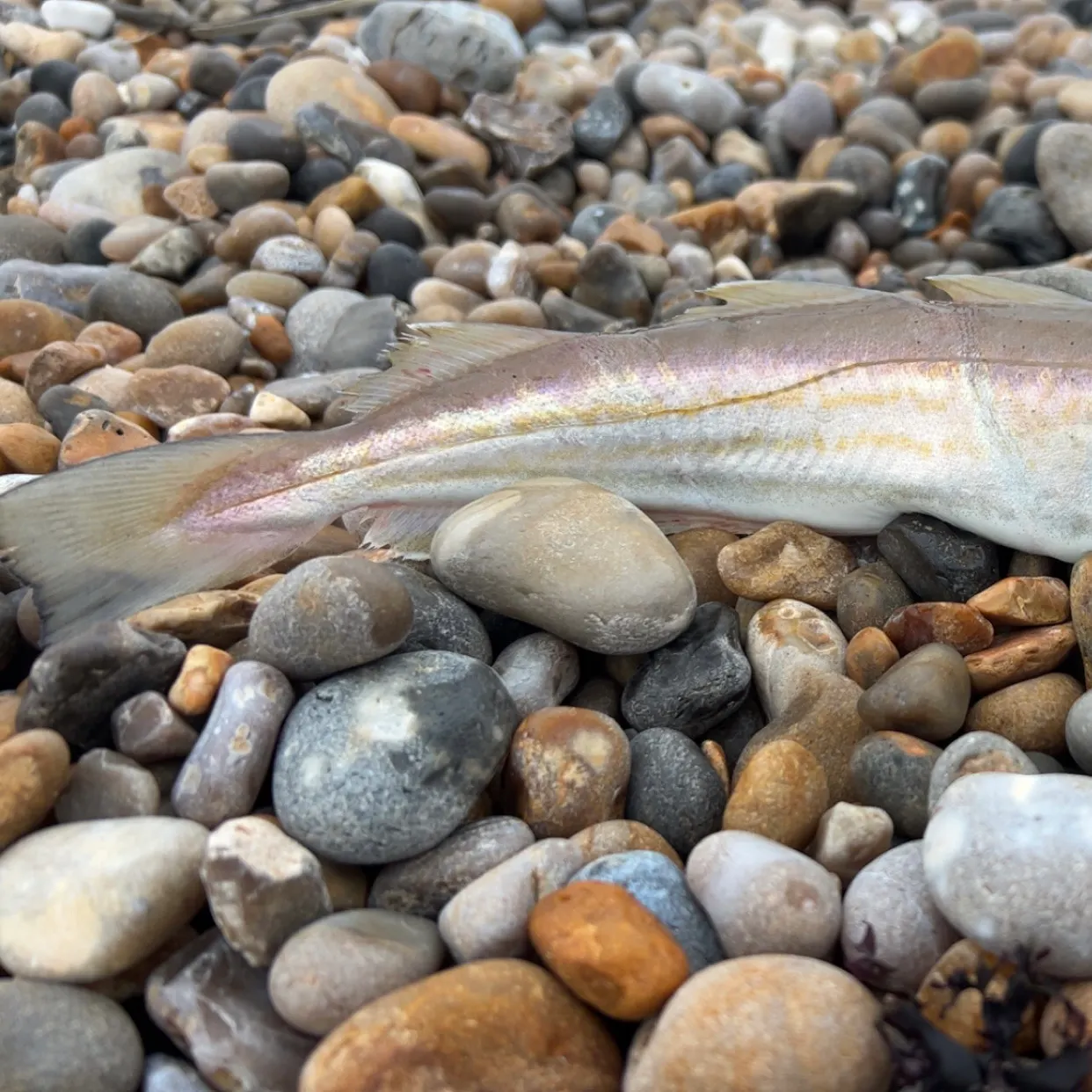 The most recent Whiting catches on Fishbrain