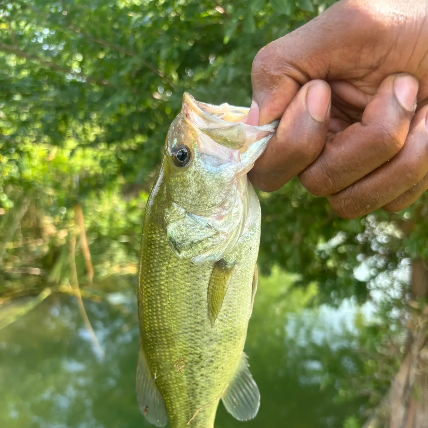 Largemouth bass caught on Fishbrain