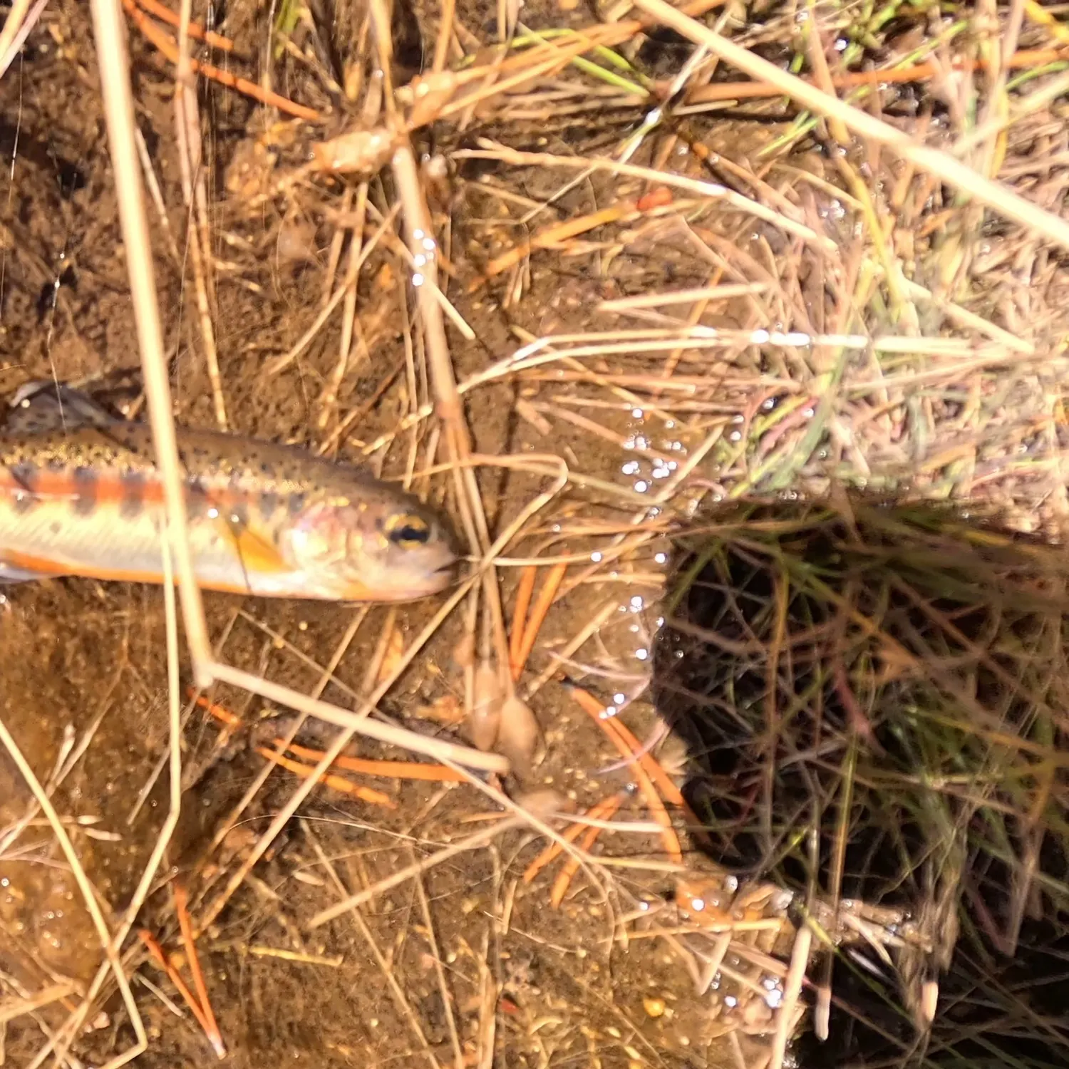 The most recent Little Kern golden trout catches on Fishbrain