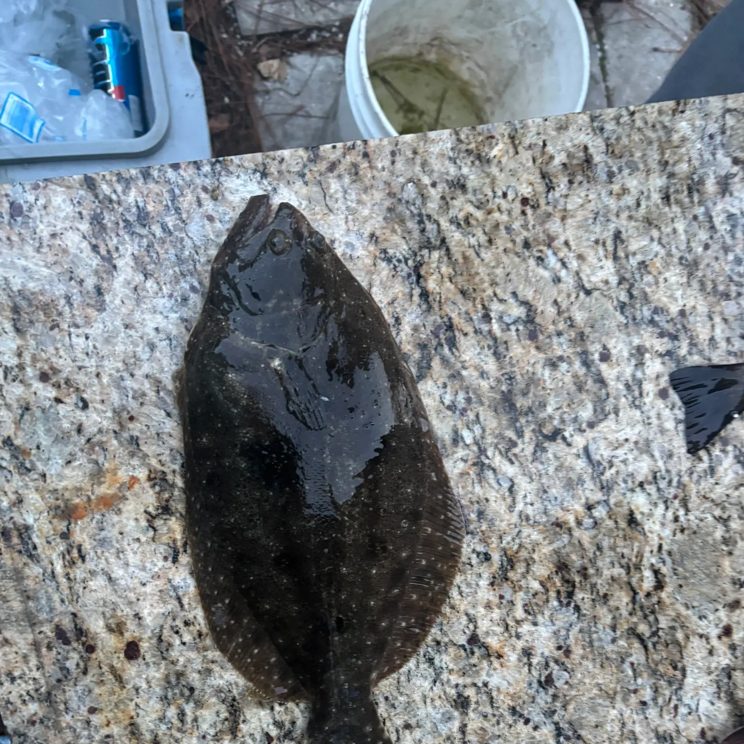 The most recent Southern flounder catches on Fishbrain