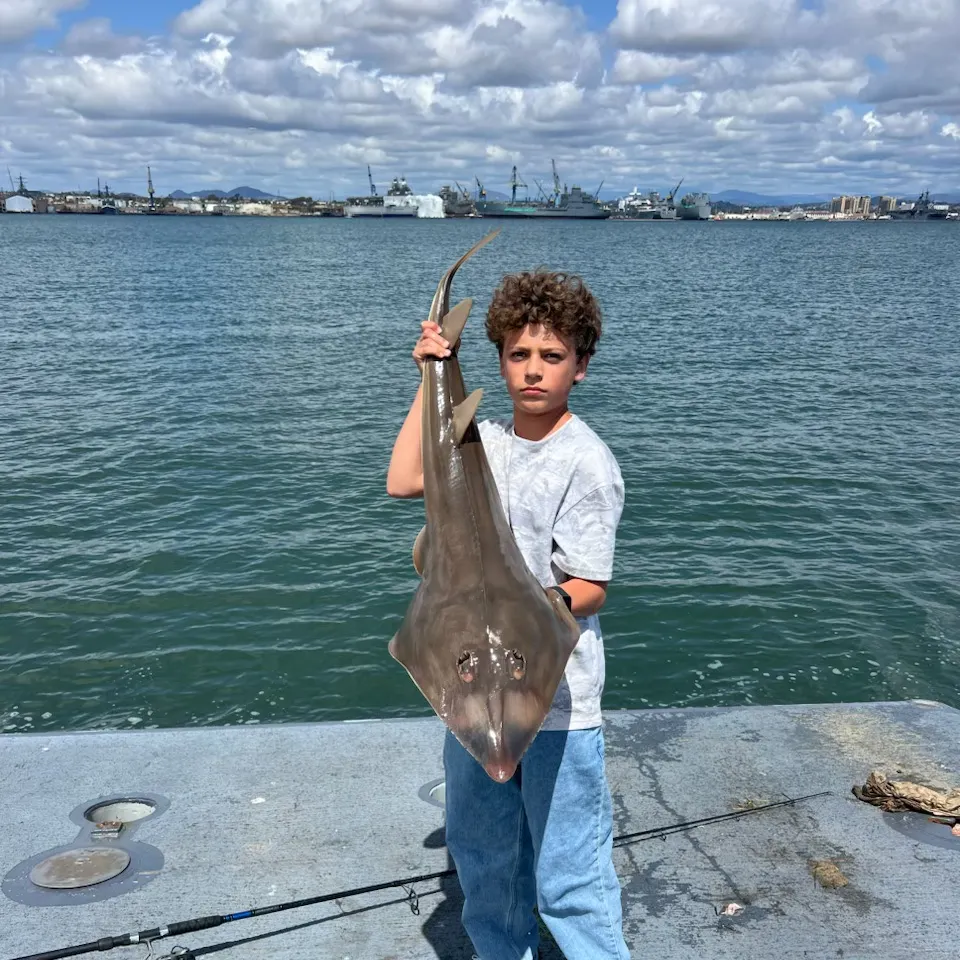 The most recent Pacific shovelnose guitarfish catches on Fishbrain