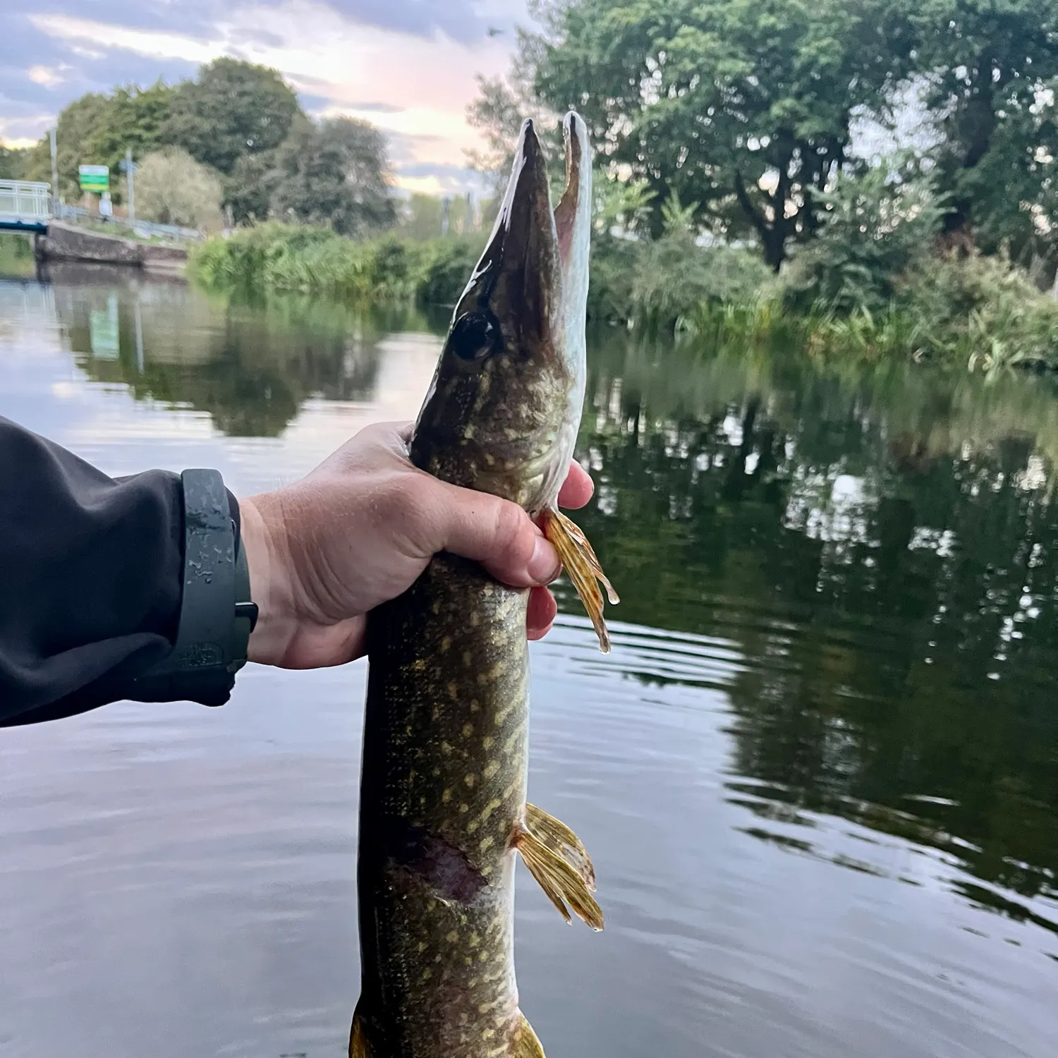 Northern pike caught on Fishbrain