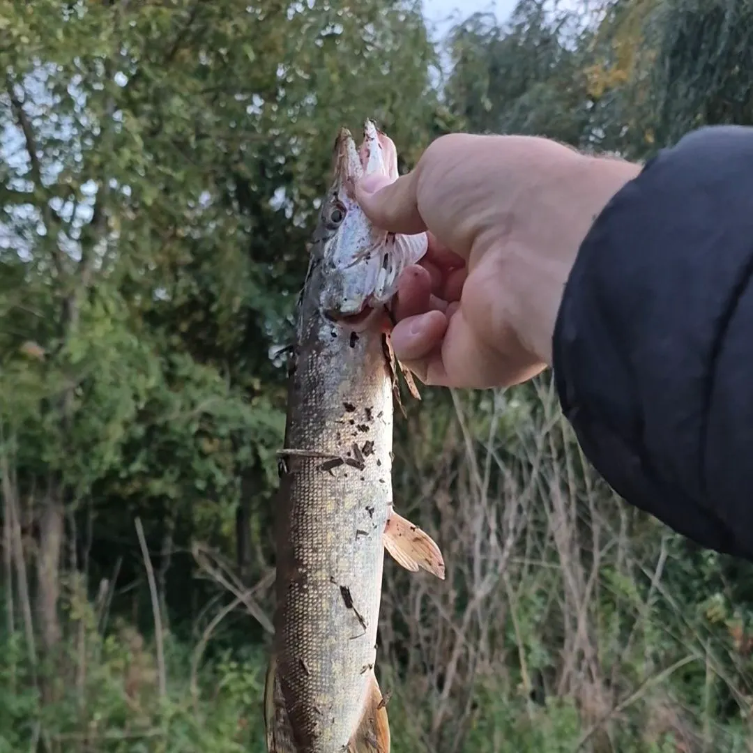 Northern pike caught on Fishbrain