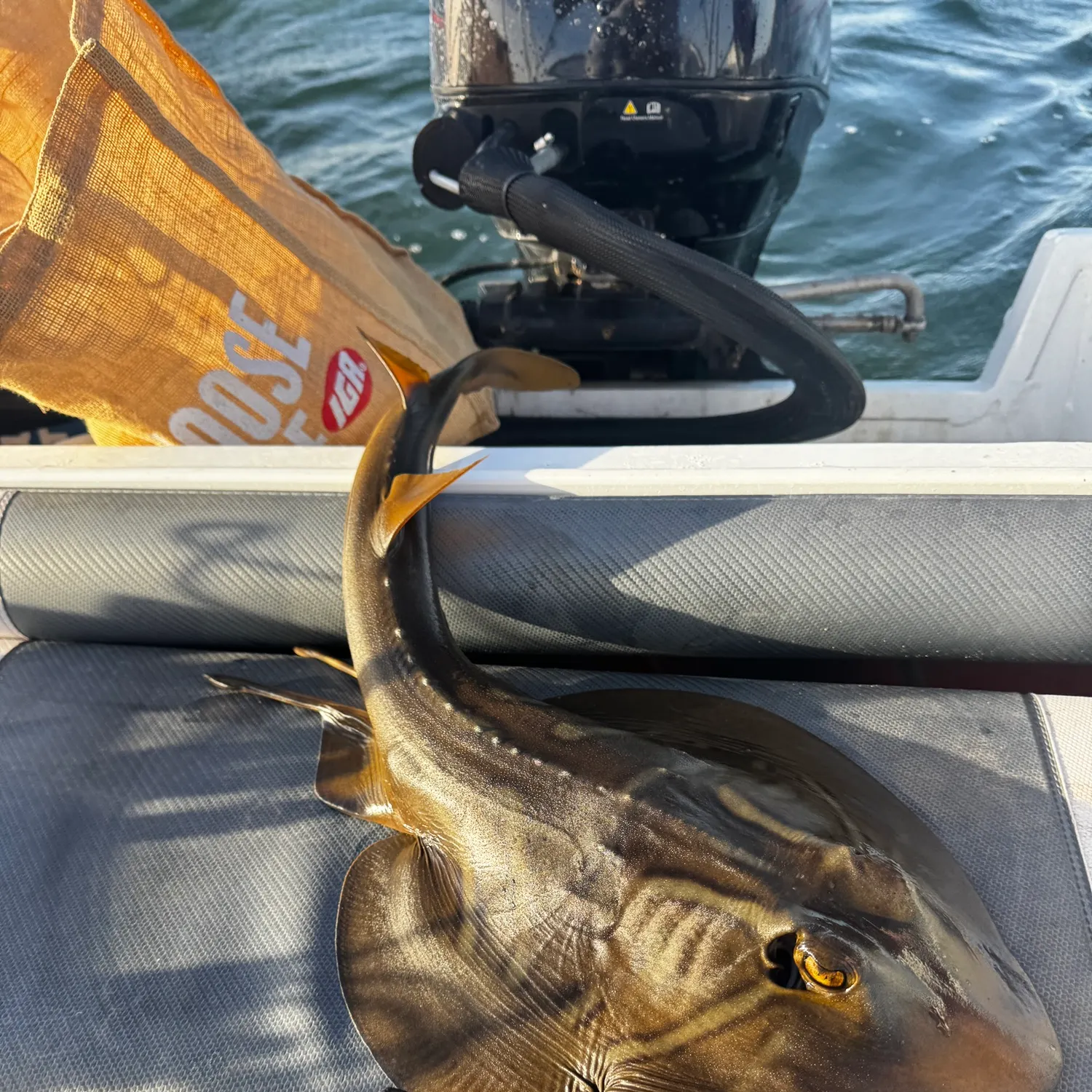 The most recent Short-tail stingray catches on Fishbrain