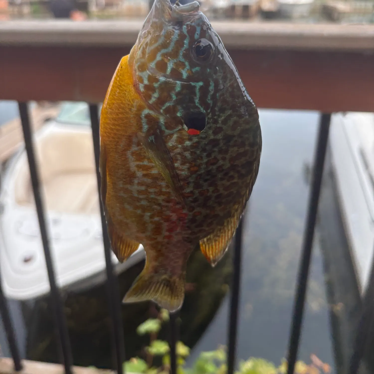 Pumpkinseed caught on Fishbrain