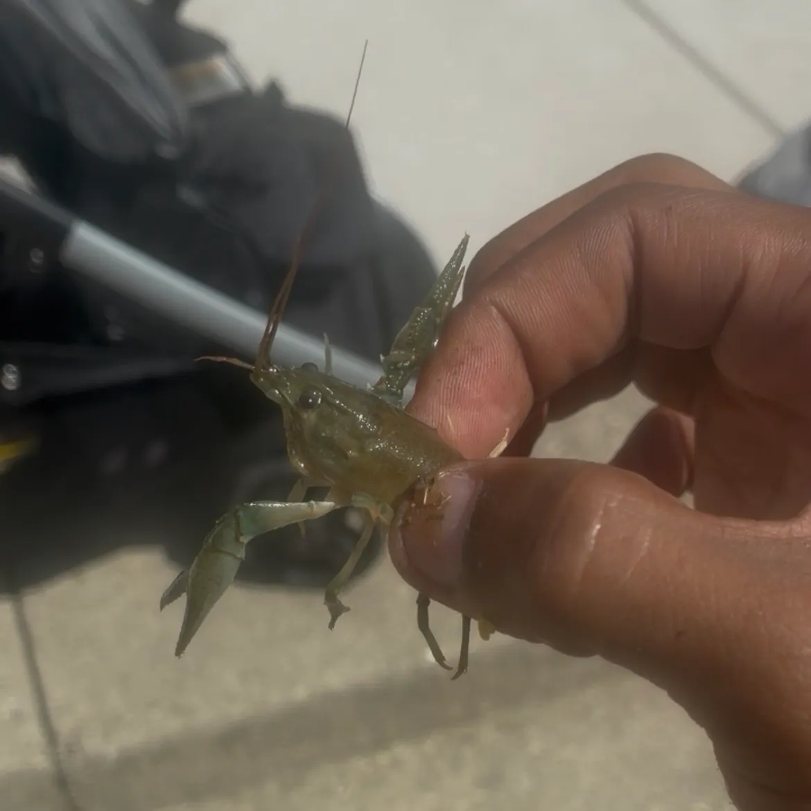 Virile crayfish caught on Fishbrain