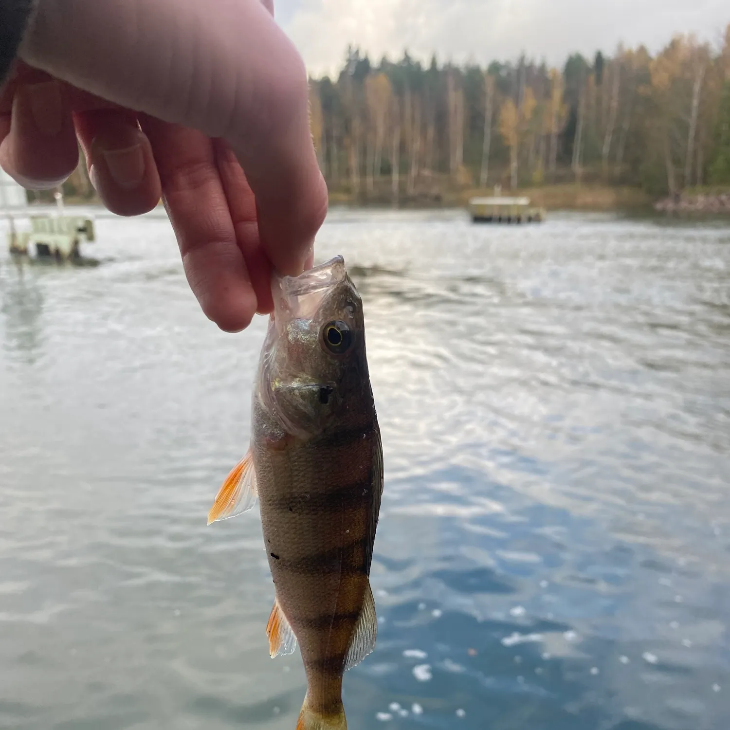 European perch caught on Fishbrain