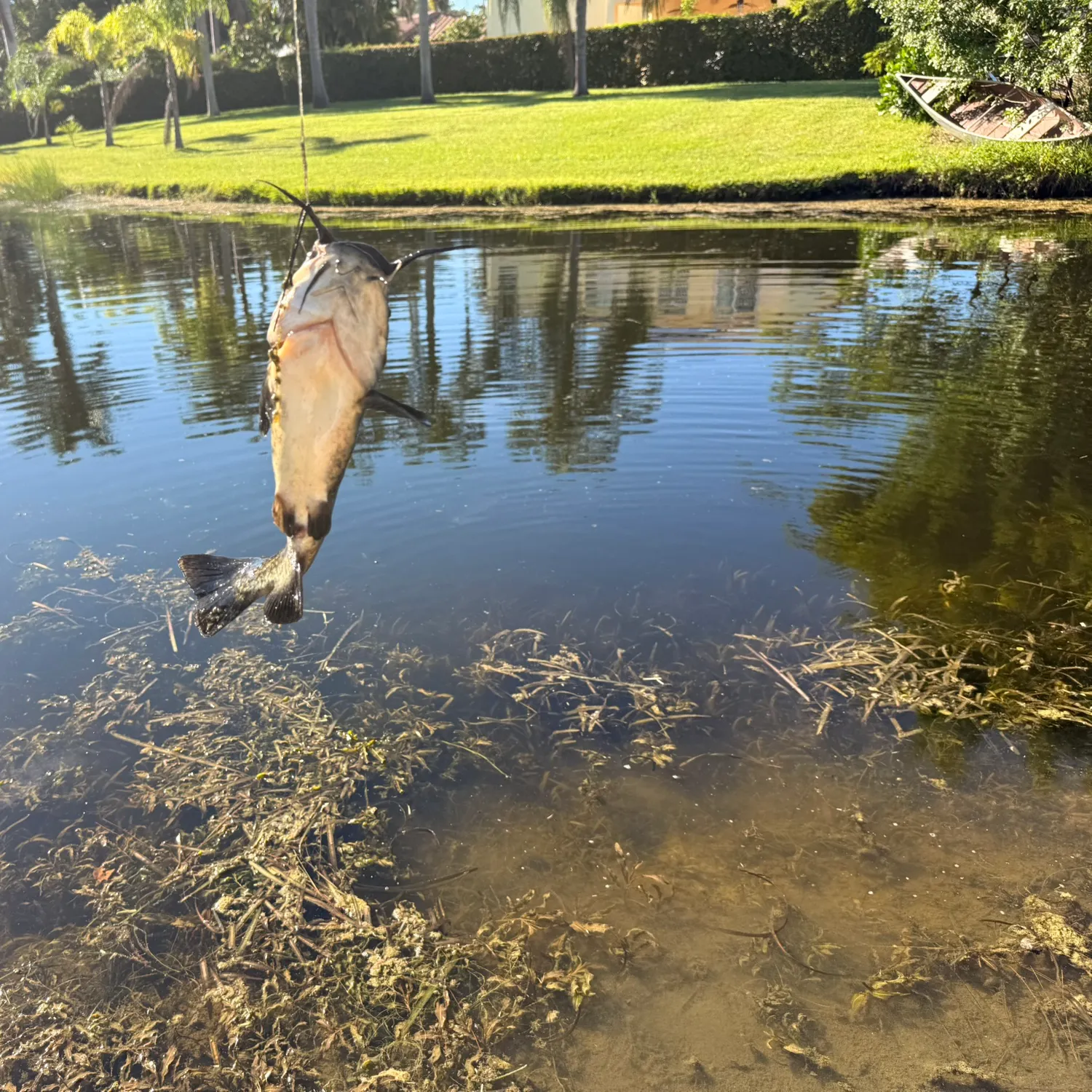 Brown bullhead caught on Fishbrain