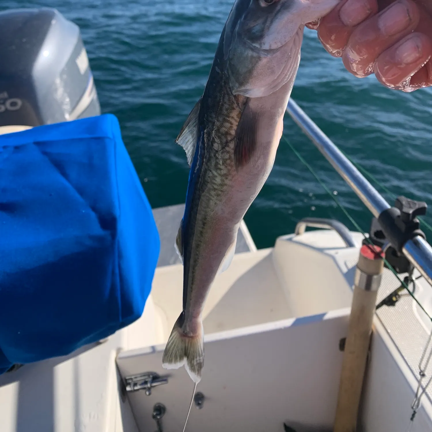 The most recent Sablefish catches on Fishbrain