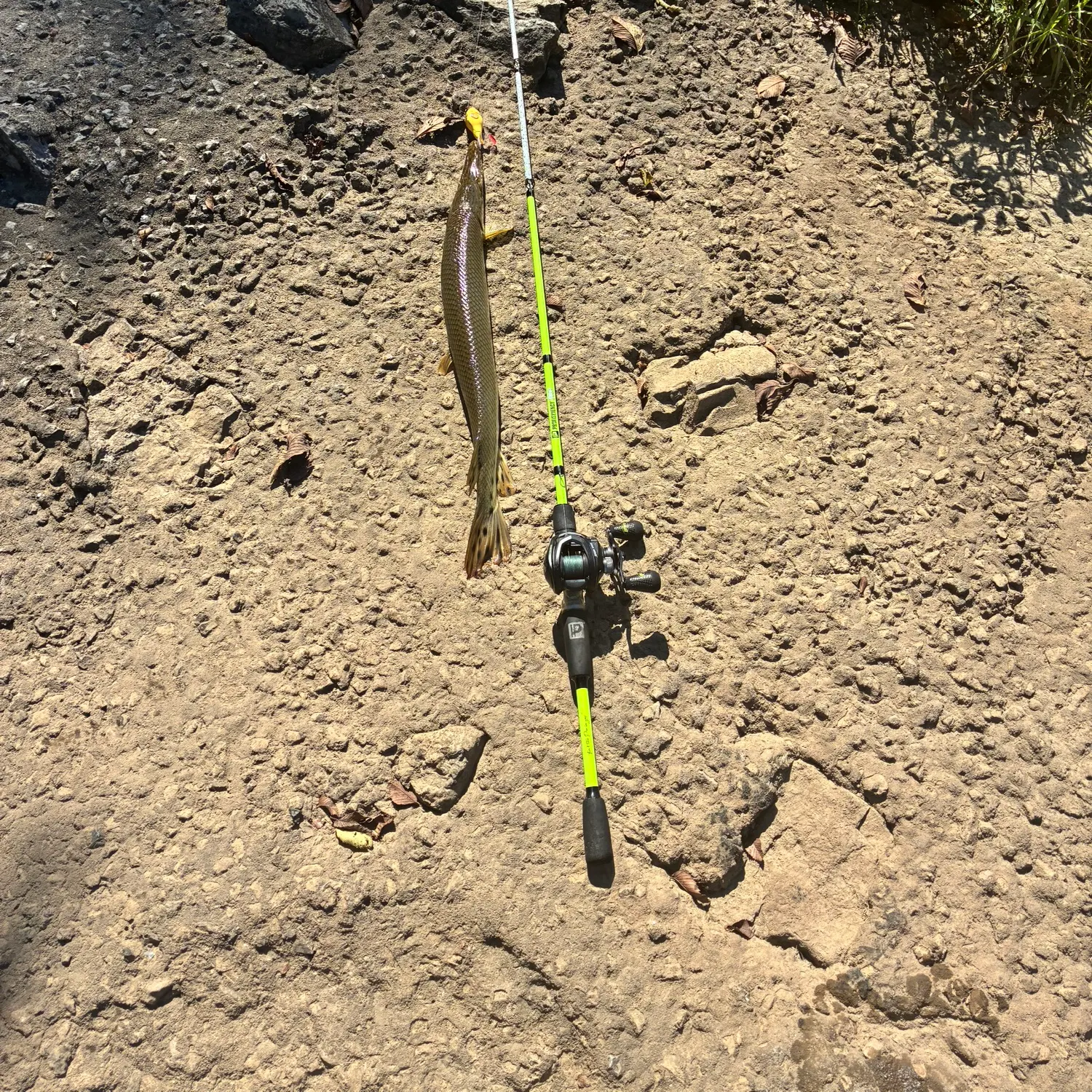 Shortnose gar caught on Fishbrain