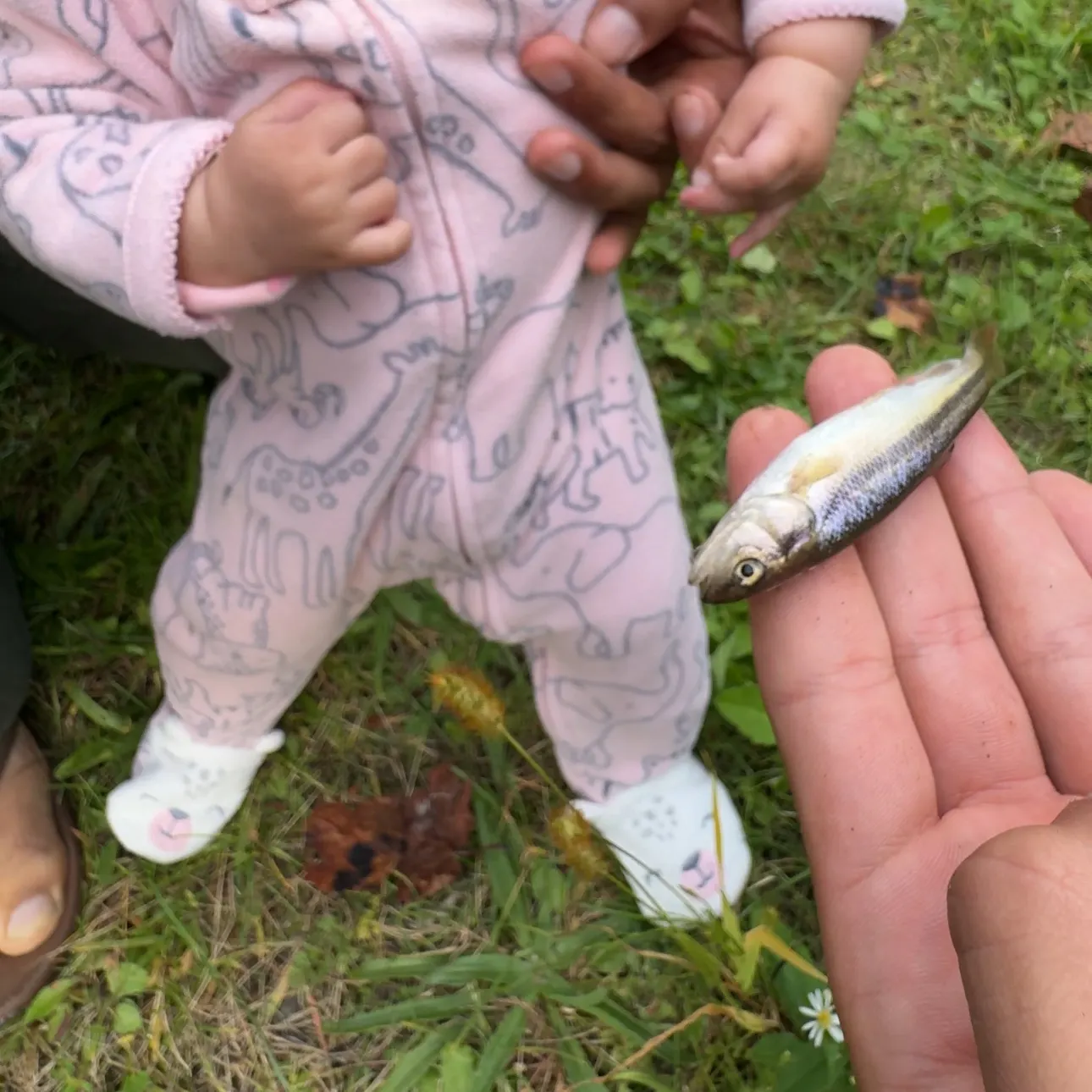 Creek chub caught on Fishbrain