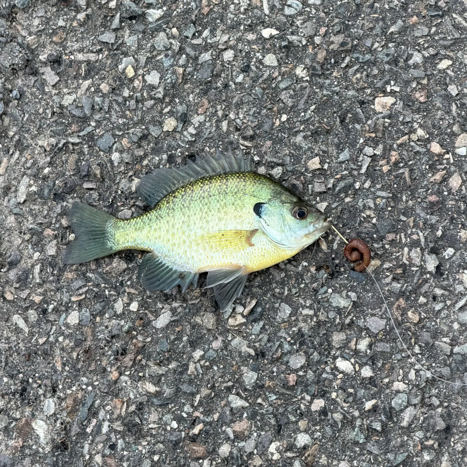 Bluegill caught on Fishbrain