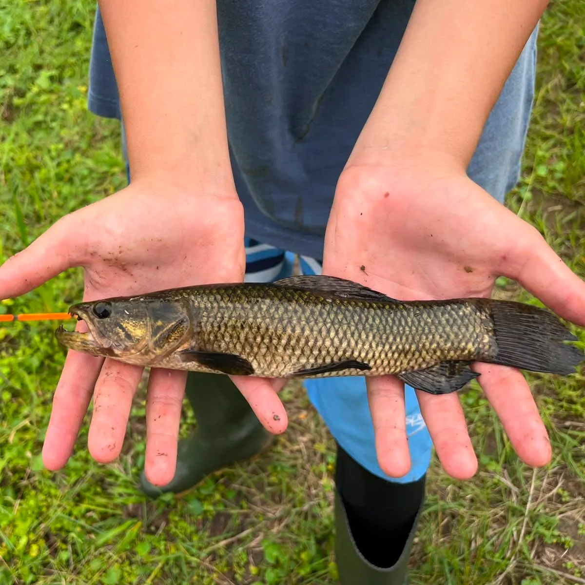 The most recent Trahira catches on Fishbrain