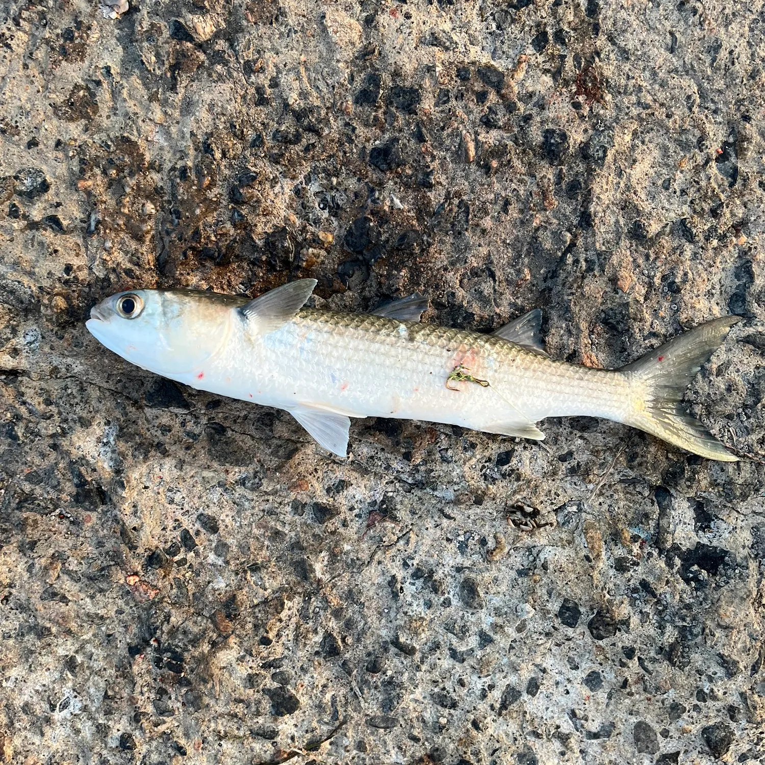 The most recent Striped mullet catches on Fishbrain