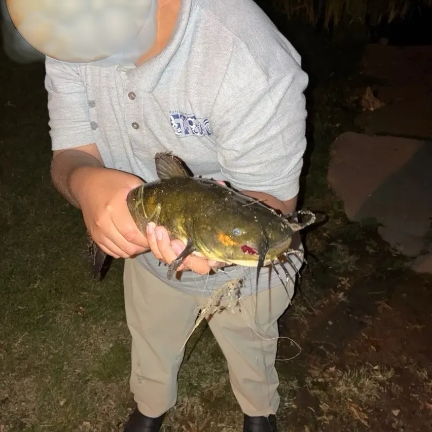 Yellow bullhead caught on Fishbrain