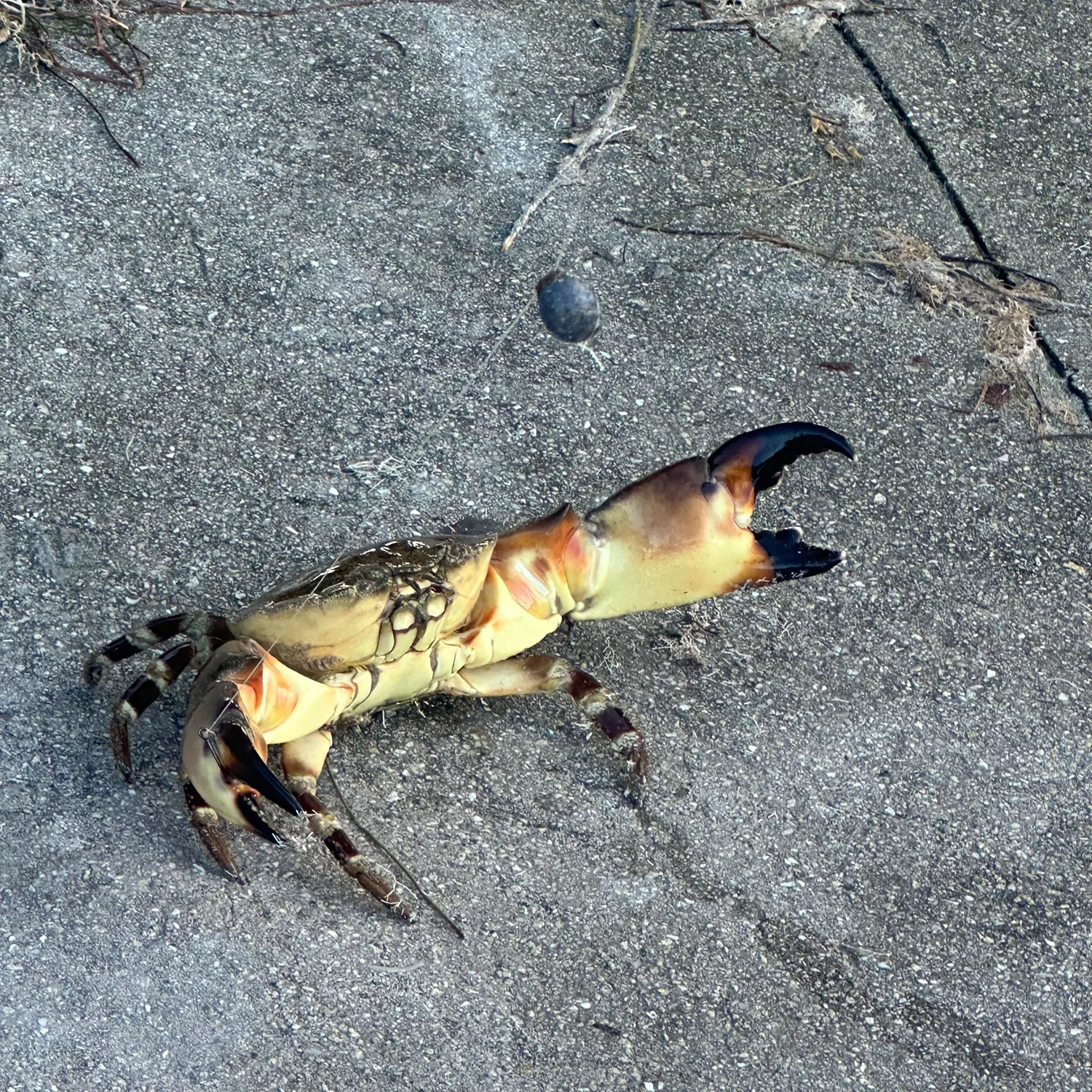 The most recent Florida stone crab catches on Fishbrain