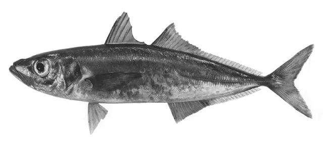 Pacific jack mackerel